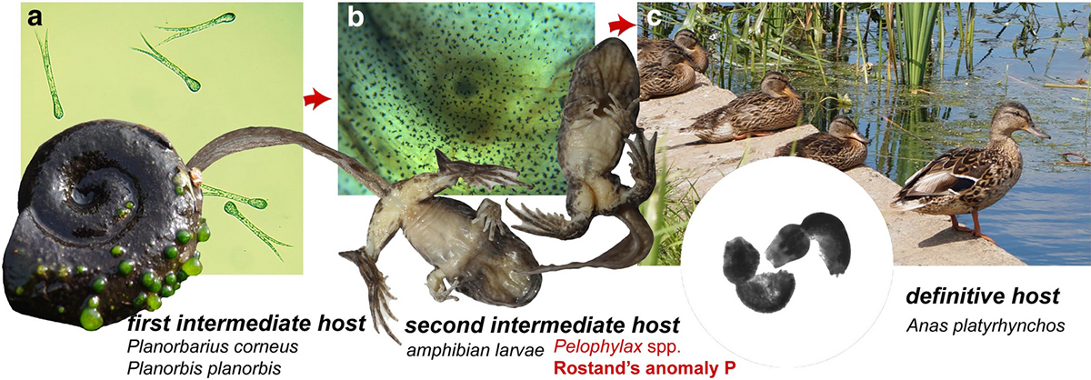 Svinin, A.O., Bashinskiy, I.V., Litvinchuk, S.N. et al. Strigea robusta causes polydactyly and severe forms of Rostand’s anomaly P in water frogs. Parasites Vectors 13, 381 (2020)