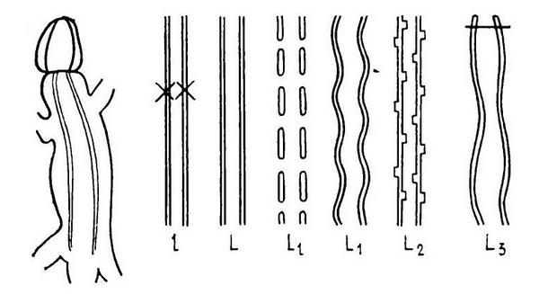Фены рисунка дорсолатеральные полосы прыткой ящерицы. По Пикулику (1988),