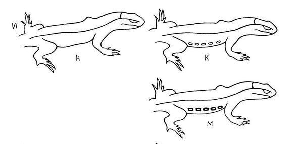Элементы рисунка живородящей ящерицы Zootoca vivipara Lichtenstein, 1823