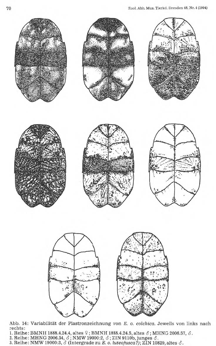 Варианты окраски пластрона у Emys orbicularis colchica