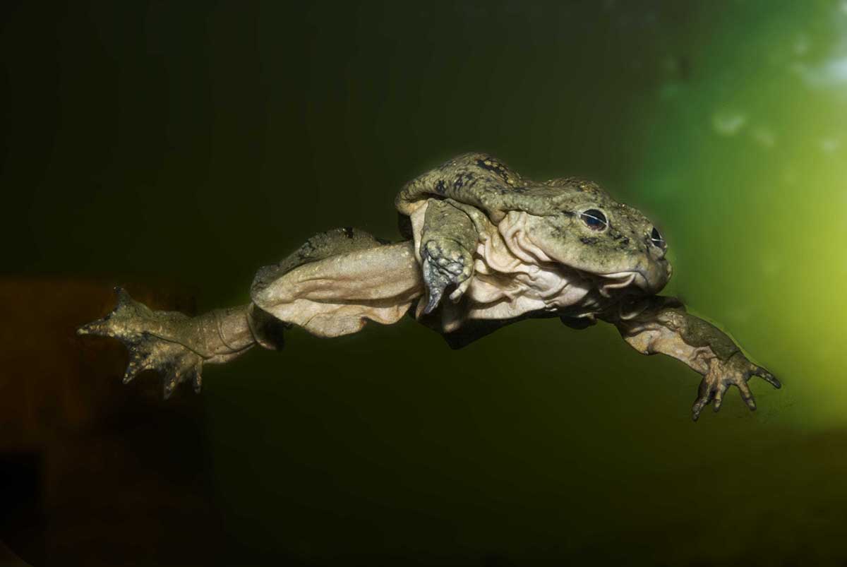 Titicaca water frog. Photo by Arturo Munoz