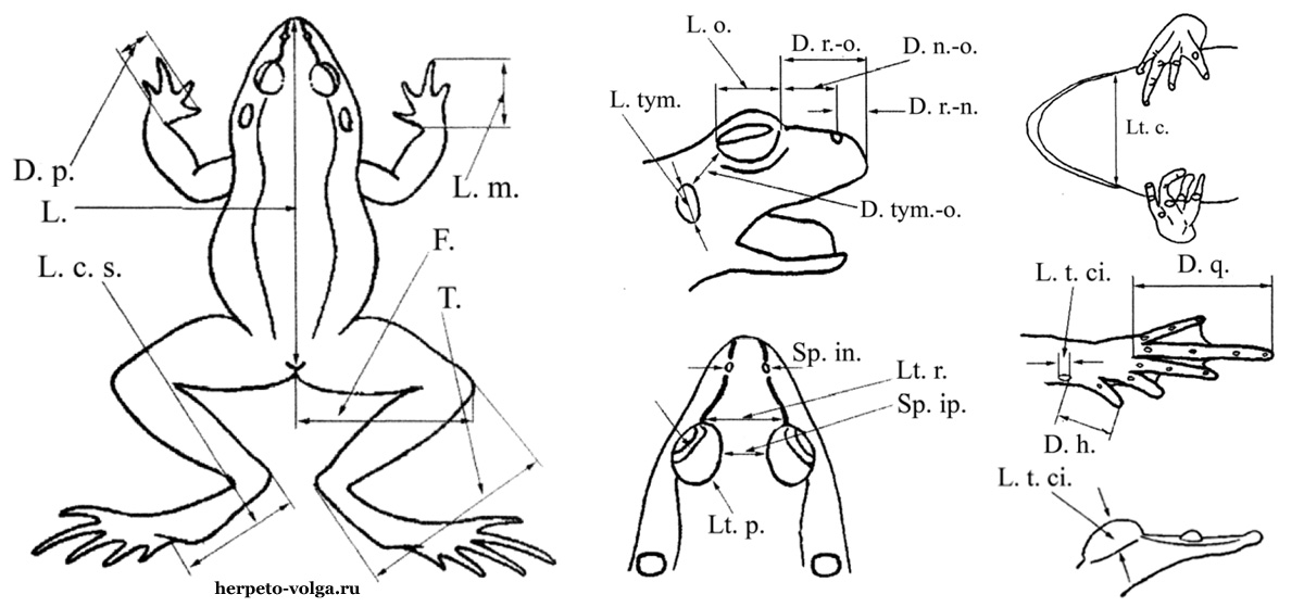 Морфологические промеры бесхвостых земноводных (Anura)
