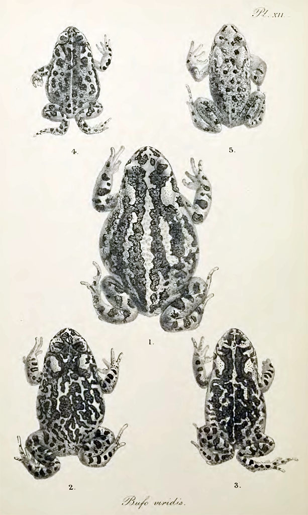 Вариации окраски Bufo viridis (из книги Boulenger, G. A. 1896. The tailless batrachians of Europe. Part 2)