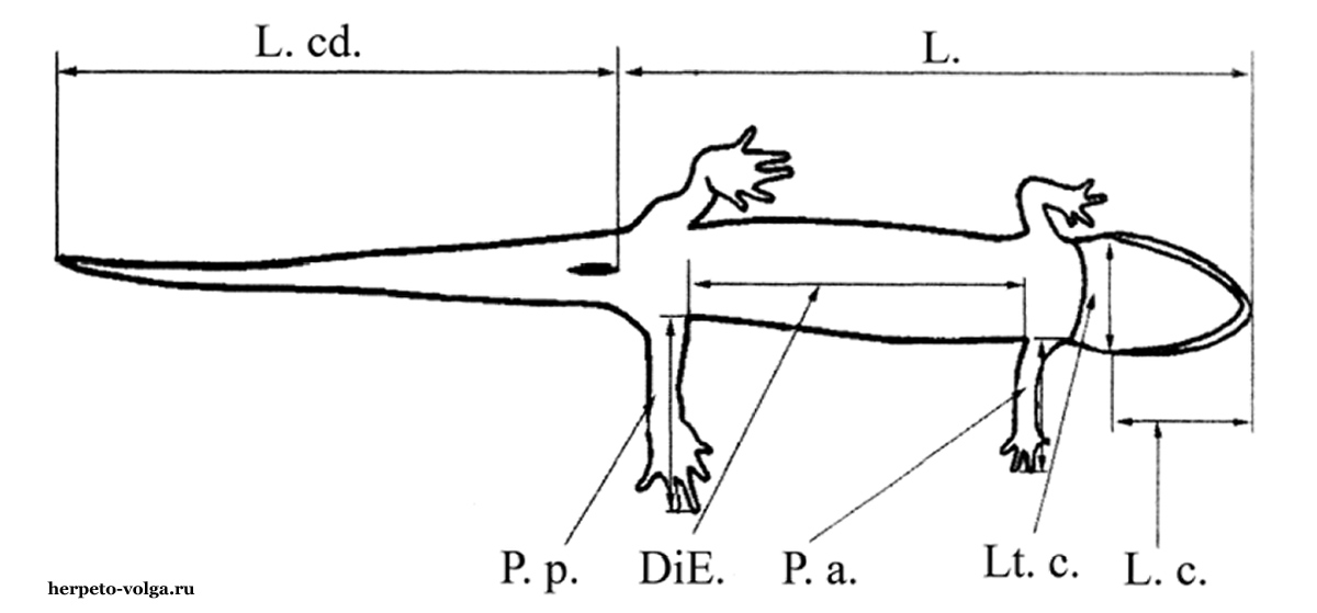 Морфологические промеры хвостатых земноводных (Caudata)