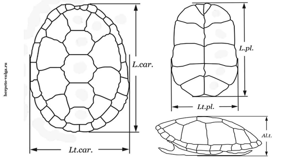 Схема морфологических измерений для черепах (Testudines)