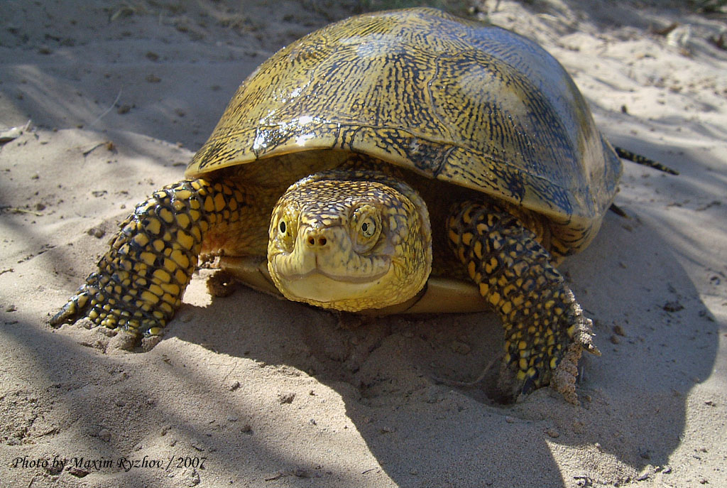 Болотная черепаха Emys orbicularis (Linnaeus, 1758)