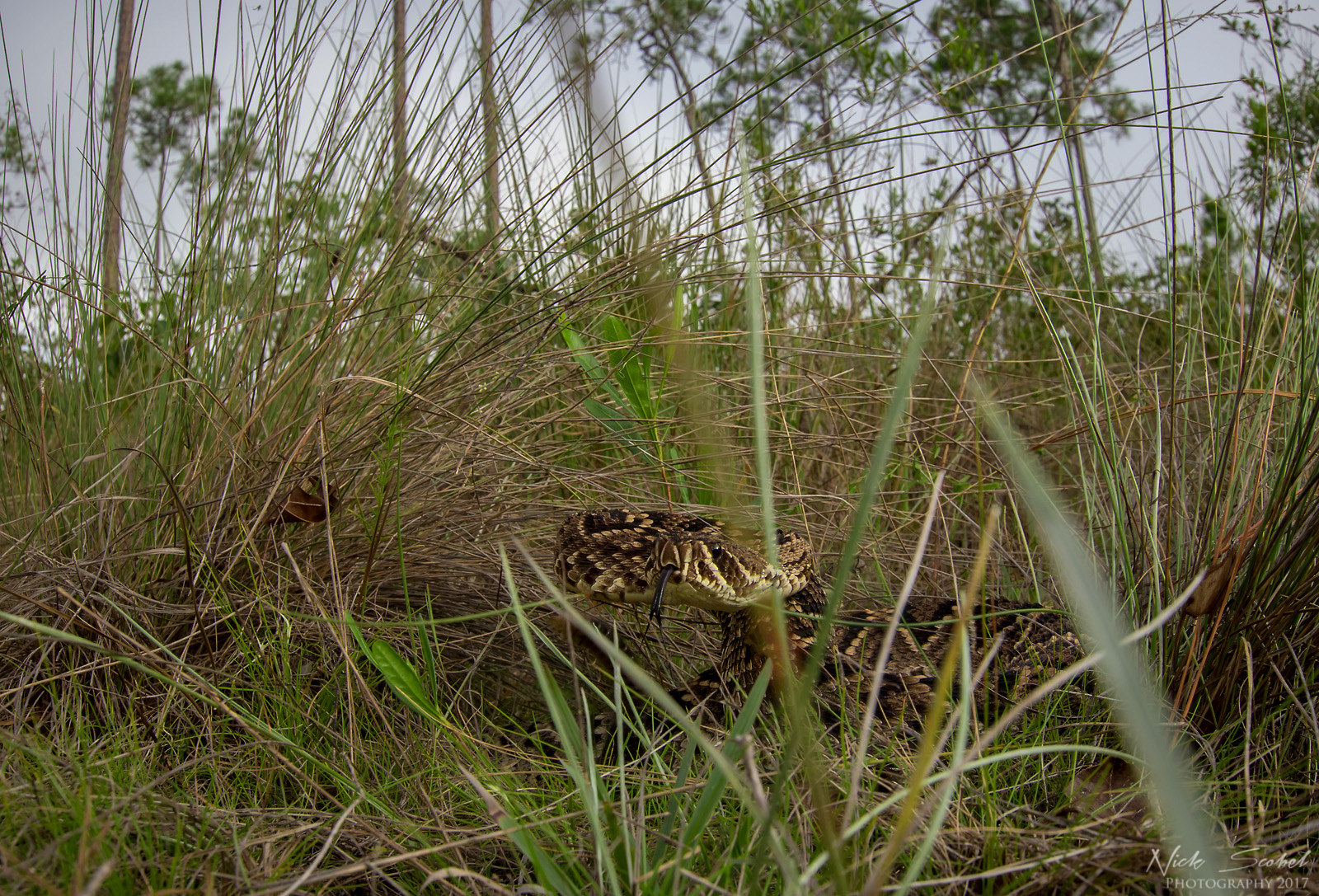 Eastern Diamondback Rattlesnake (Crotalus adamanteus)