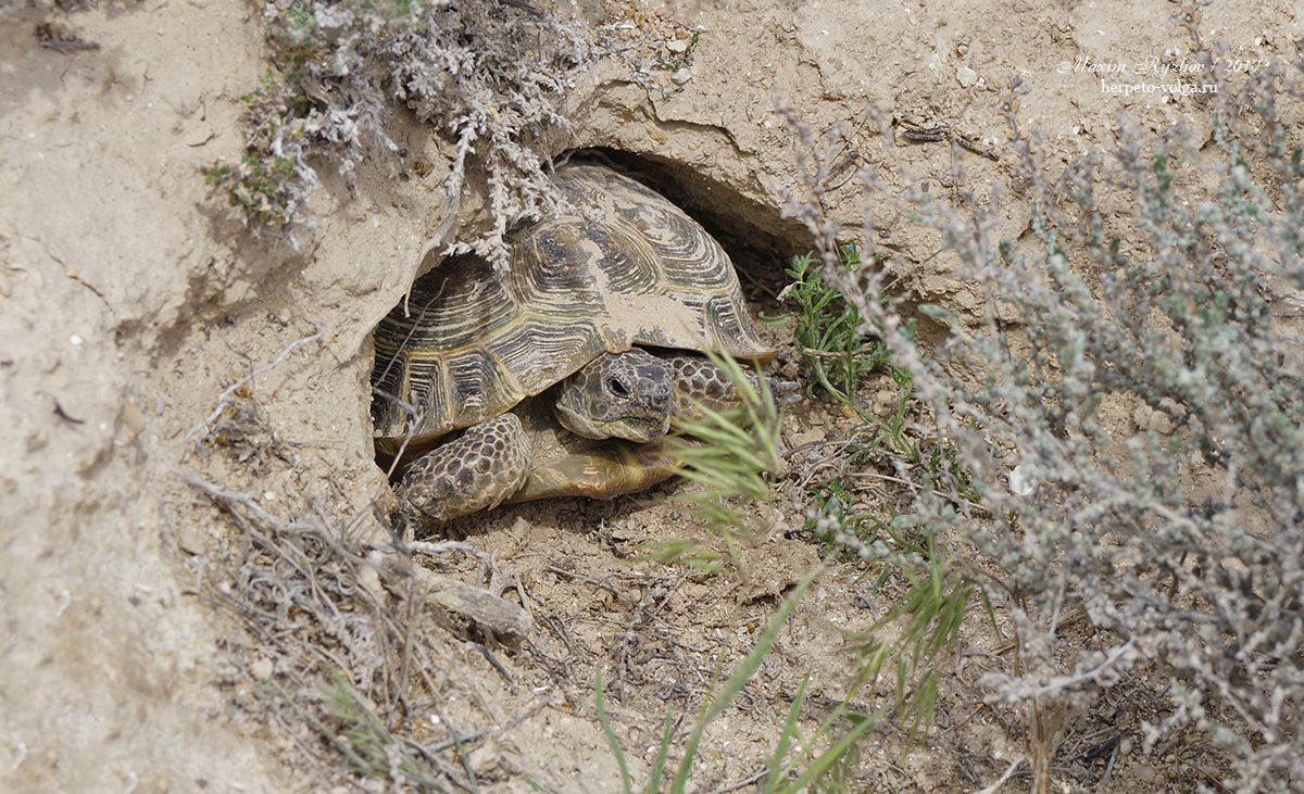 Среднеазиатская черепаха (Agrionemys horsfieldii)