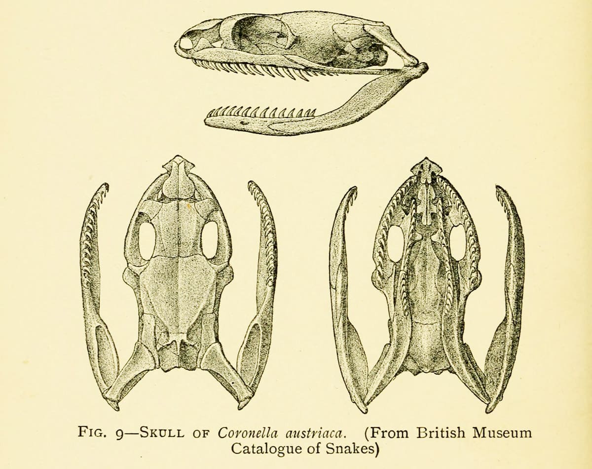 Рисунок черепа обыкновенной медянки из книги "The snakes of Europe" (Boulenger, 1913). На котором хорошо видно отсутствие ядовитых зубов.