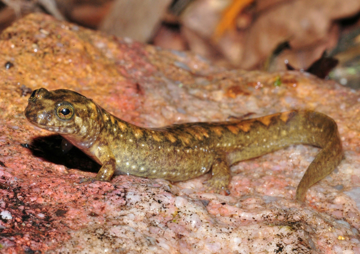 Black Bellied Salamander (Desmognathus quadramaculatus)