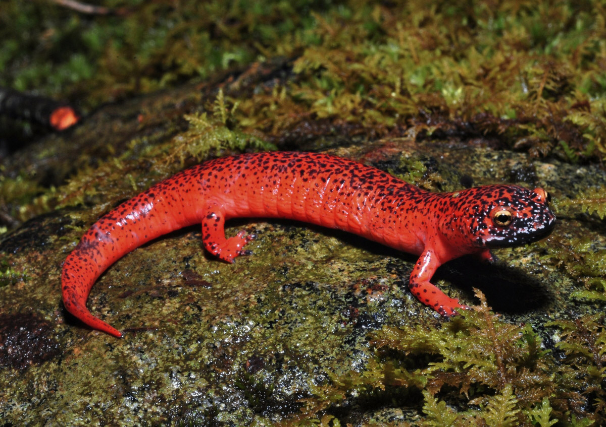 Black-chin Red Salamander (Pseudotriton ruber schencki)