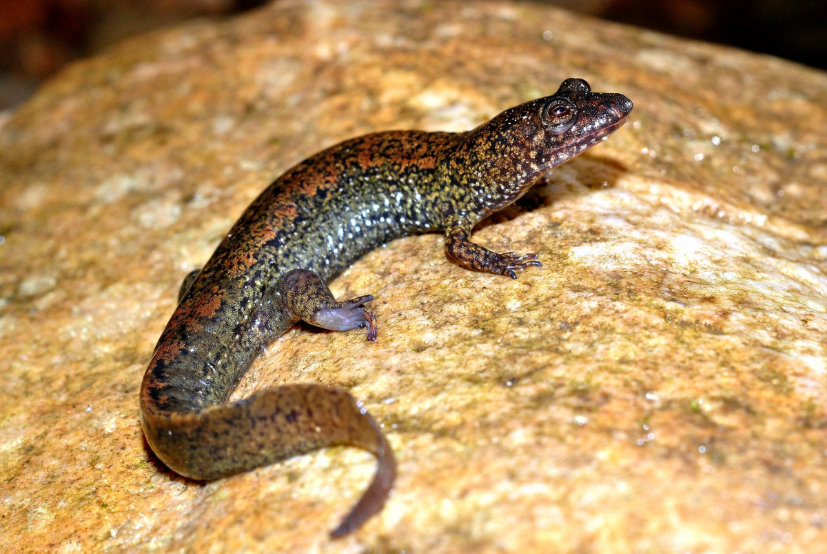 Blackbelly Salamander (Desmognathus quadramaculatus)
