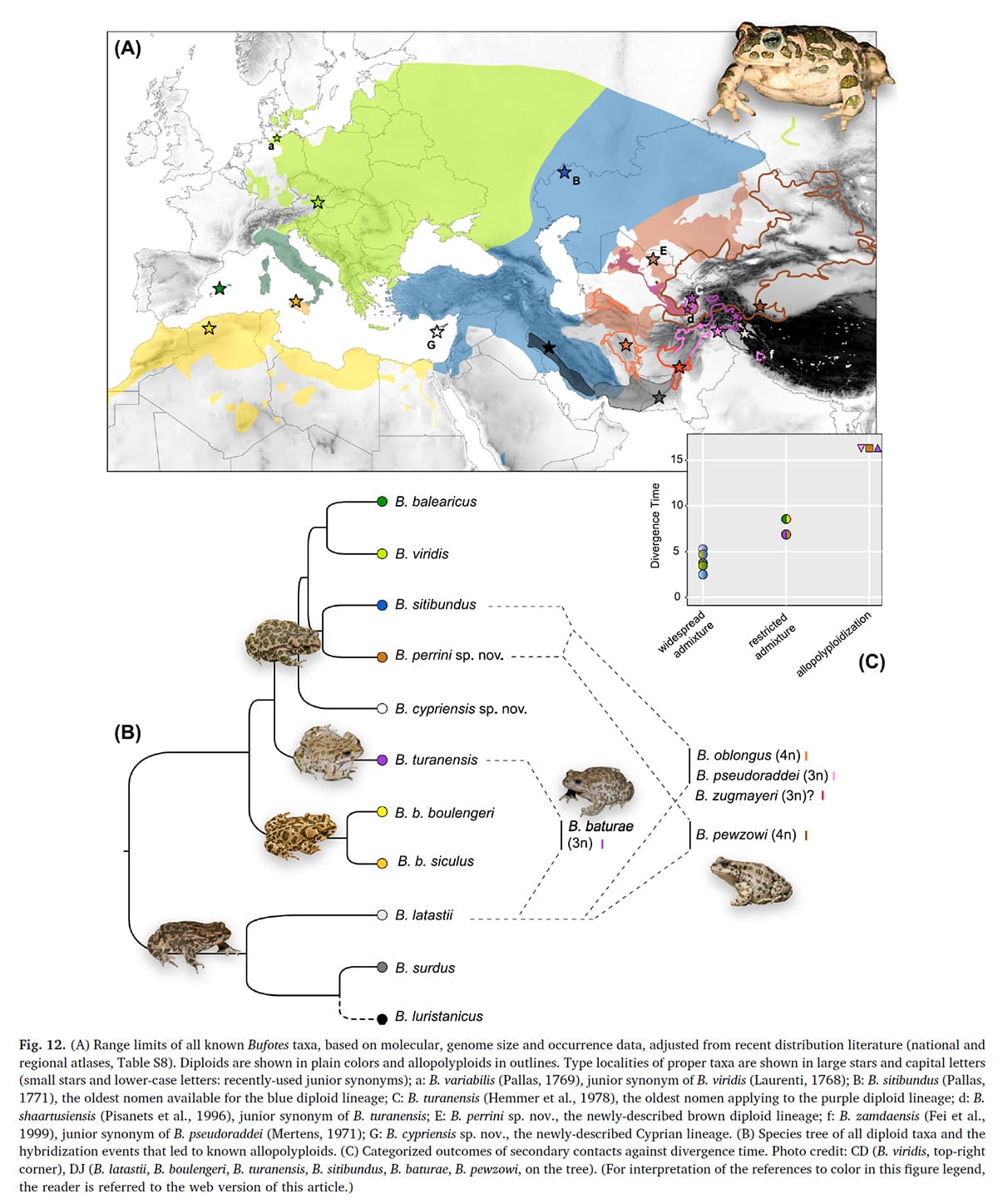 Ареал и систематическое положение зеленых жаб (Bufo viridis group). Из Christophe Dufresnes et al., 2019