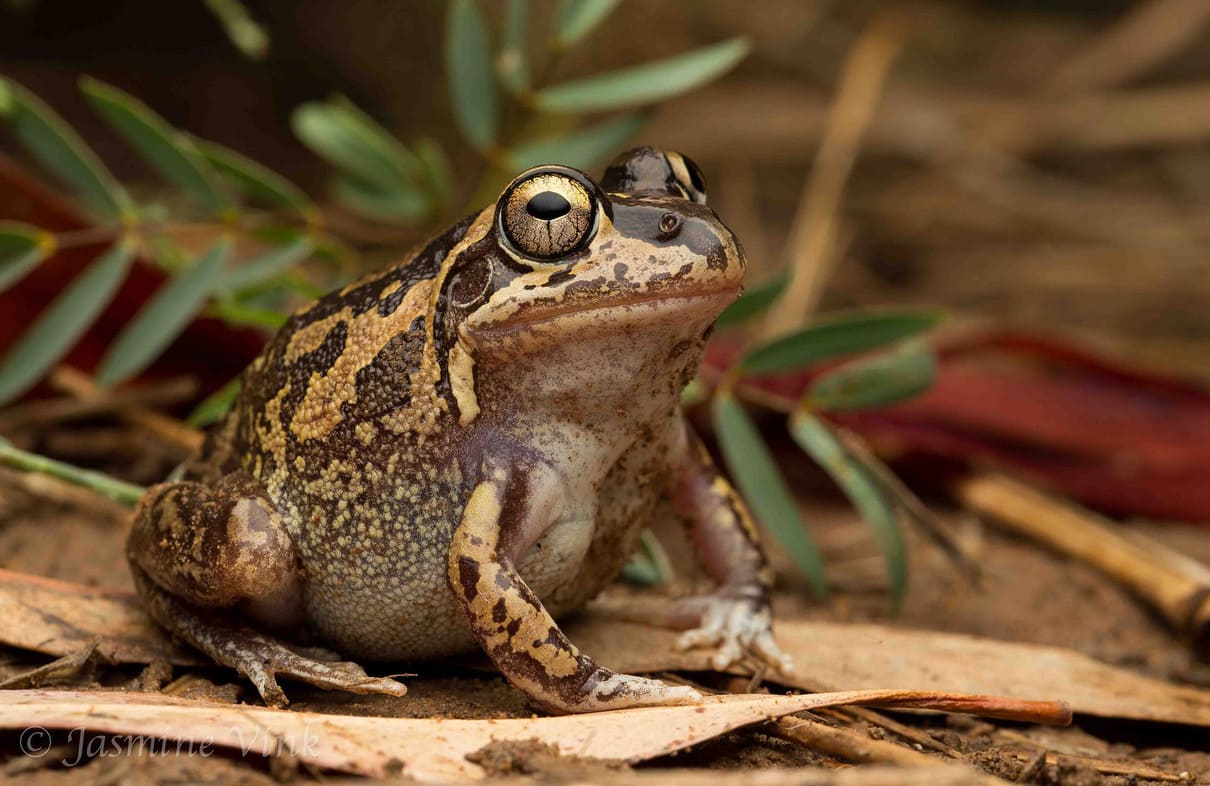 Supurb collared frog (Cylorana brevipes)