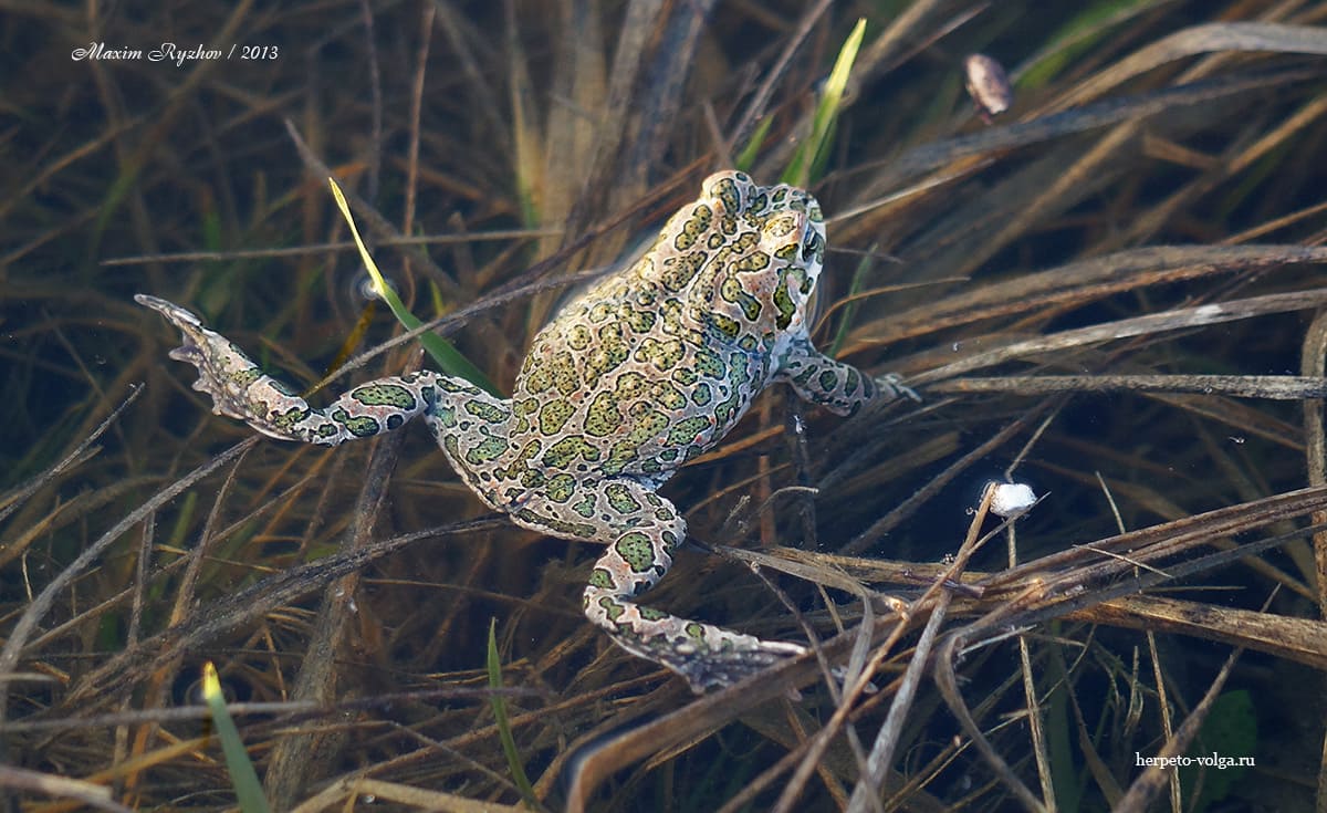 Зеленая жаба (Bufotes viridis). Респ. Мордовия