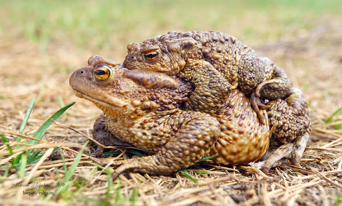 Обыкновенная жаба (Bufo bufo)