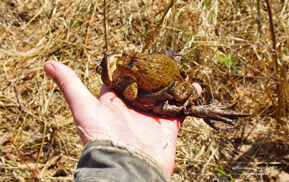 Нестандартная поза амплексуса у серых жаб (Bufo bufo)