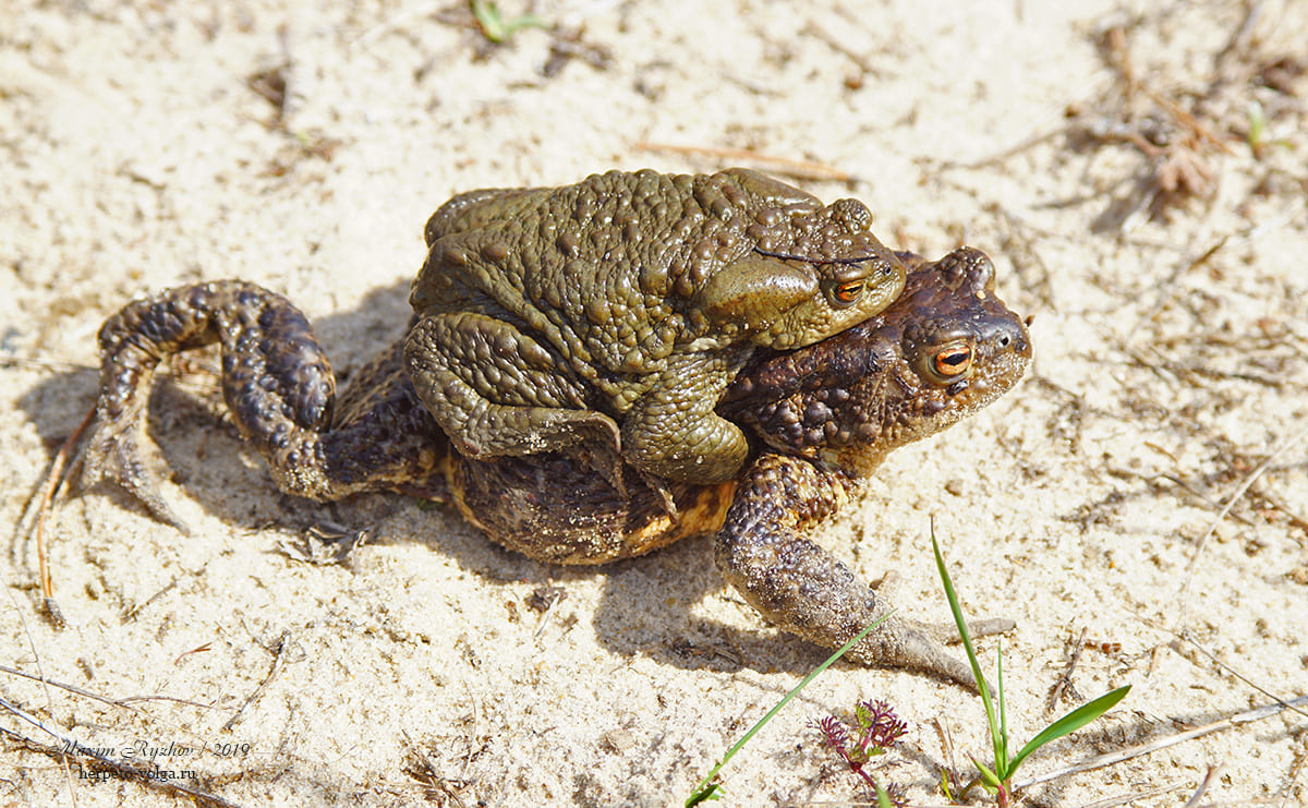 Серая жаба (Bufo bufo)