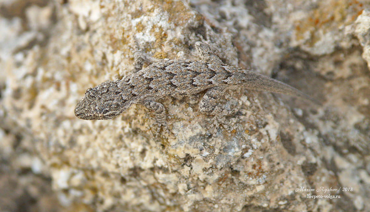 Серый геккон (Mediodactylus russowii)
