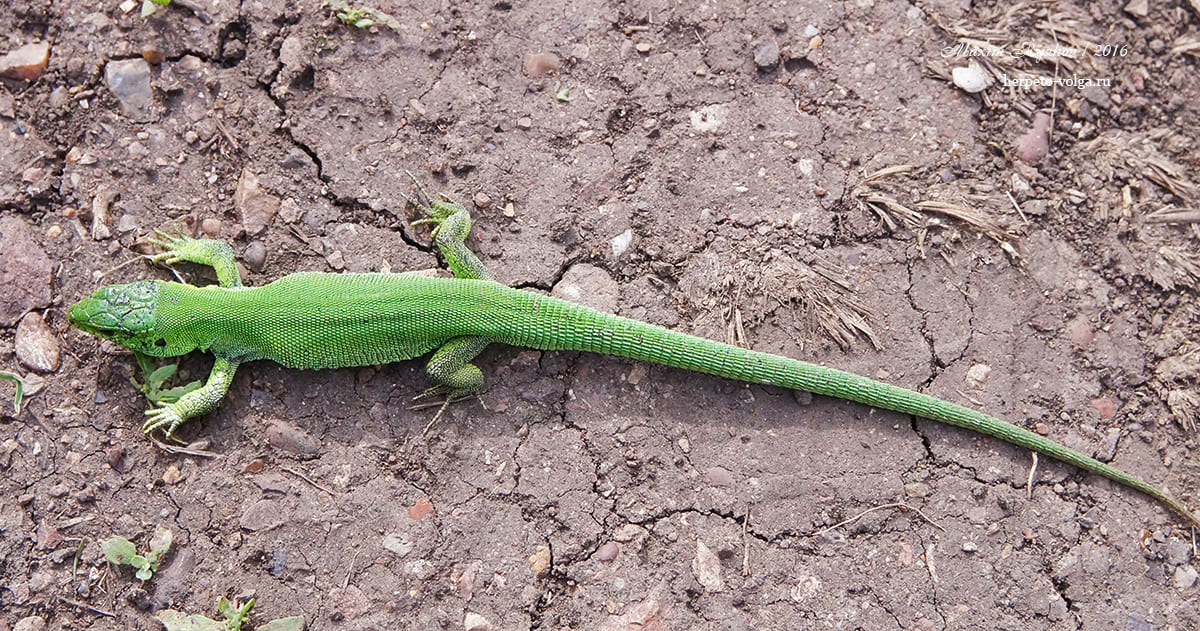 Прыткая ящерицы (Lacerta agilis). immaculatа-concolor