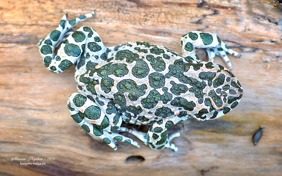 Зеленая жаба (Bufotes viridis). Респ. Мордовия