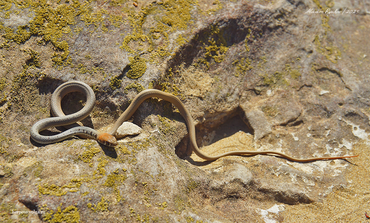 Оливковый полоз (Platyceps najadum)