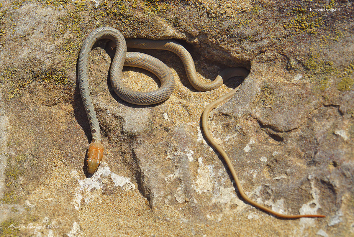 Оливковый полоз (Platyceps najadum)