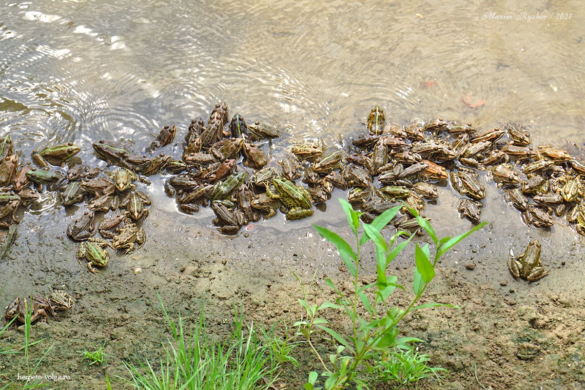 Озерная лягушка (Pelophylax ridibundus)