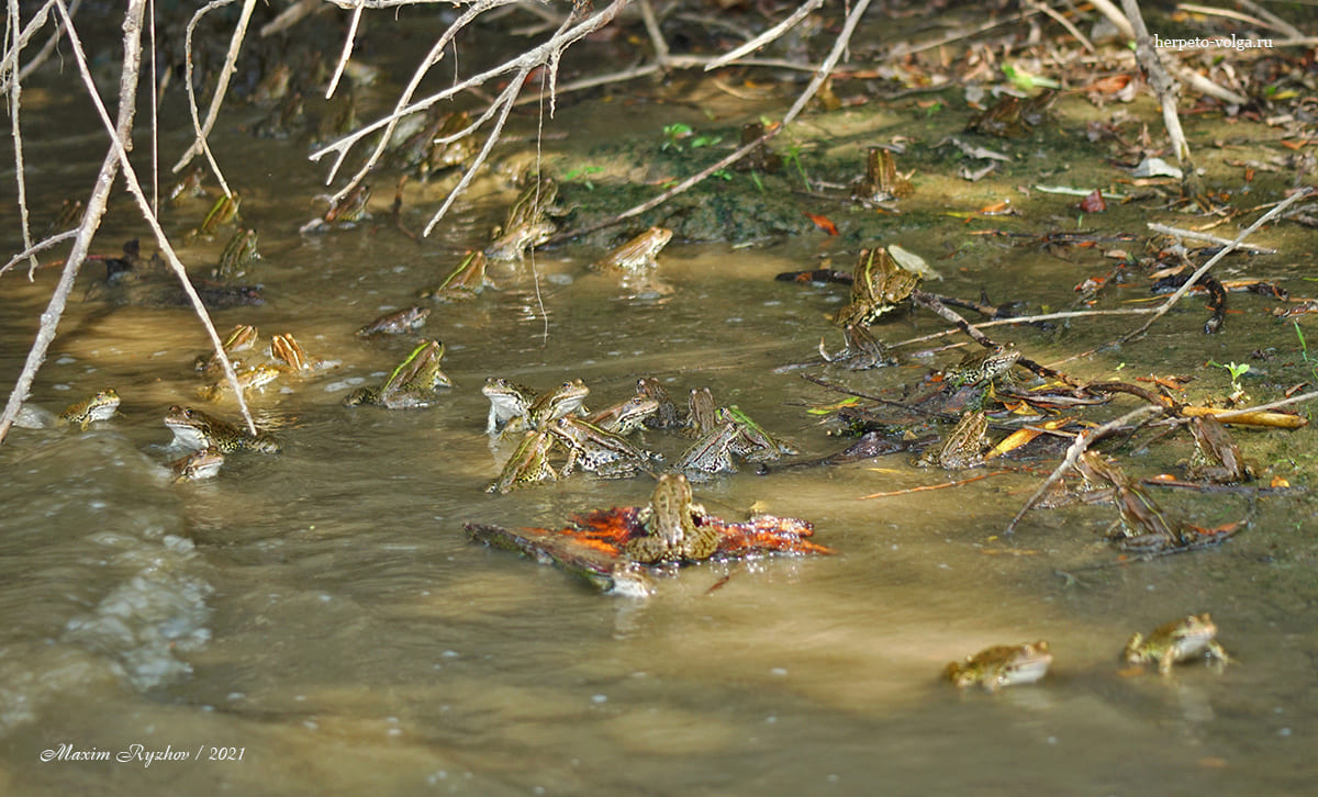 Озерные лягушки (Pelophylax ridibundus) в Астраханском заповеднике
