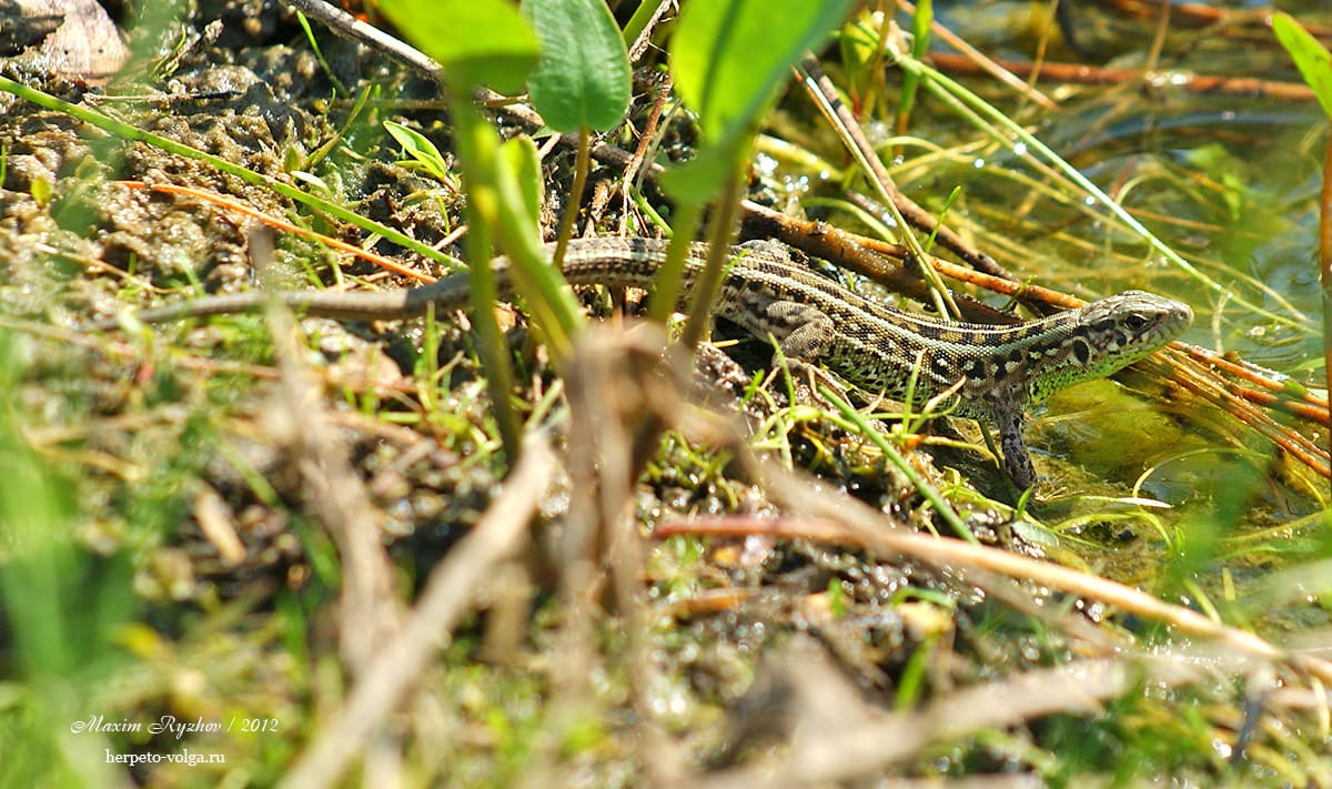 Прыткая ящерицы (Lacerta agilis). typica exigua.