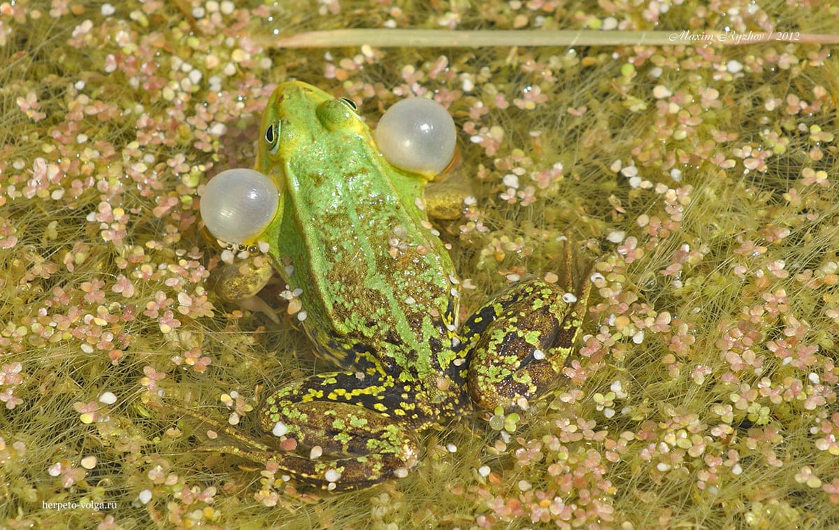 Прудовая лягушка (Pelophylax lessonae). Чувашия, 2012, нацпарк "Чаваш вармане"