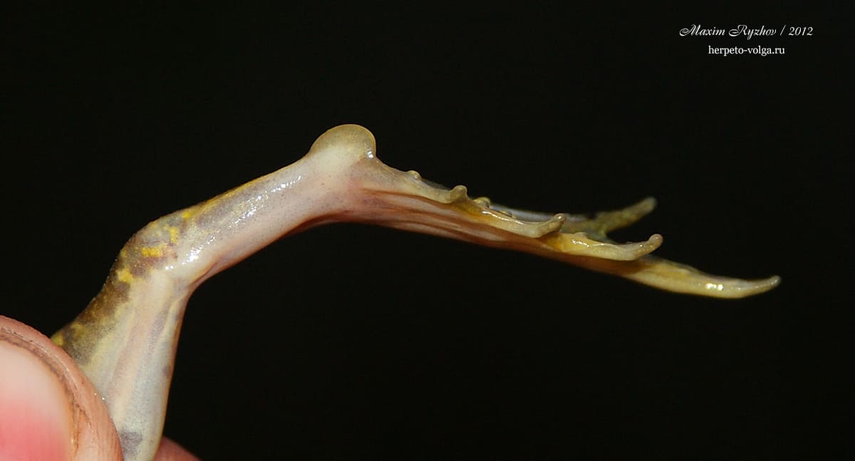 Пяточный бугор прудовой лягушки (Pelophylax lessonae)