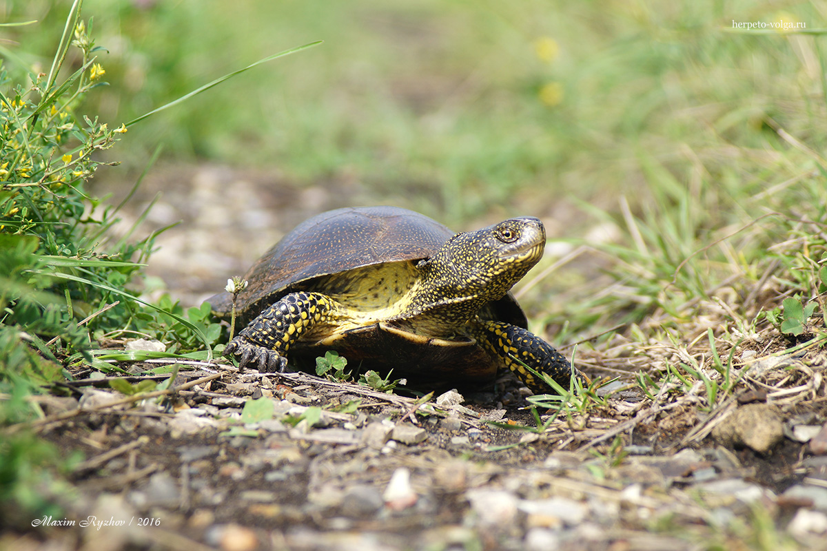Болотная черепаха Emys orbicularis