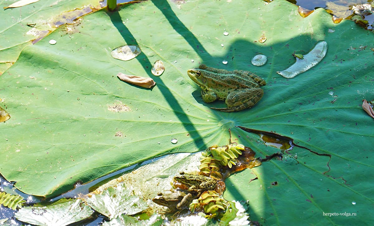 Озерные лягушки (Pelophylax ridibundus) на листе лотоса (Nelumbo nucifera)