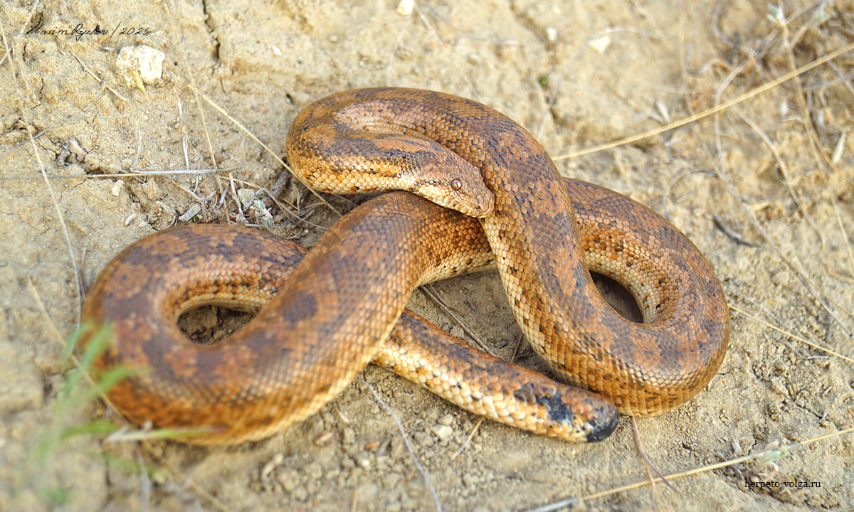 Песчаный удавчик (Eryx miliaris)