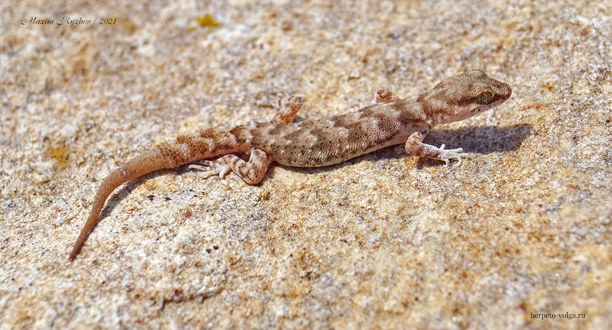 Пискливый геккончик (Alsophylax pipiens)