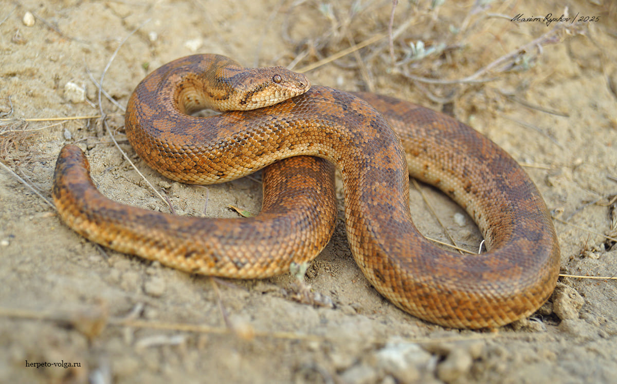 Песчаный удавчик Eryx miliaris (Pallas, 1773) Песчаный удавчик Eryx miliaris (Pallas, 1773)