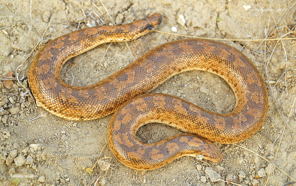 Песчаный удавчик (Eryx miliaris)