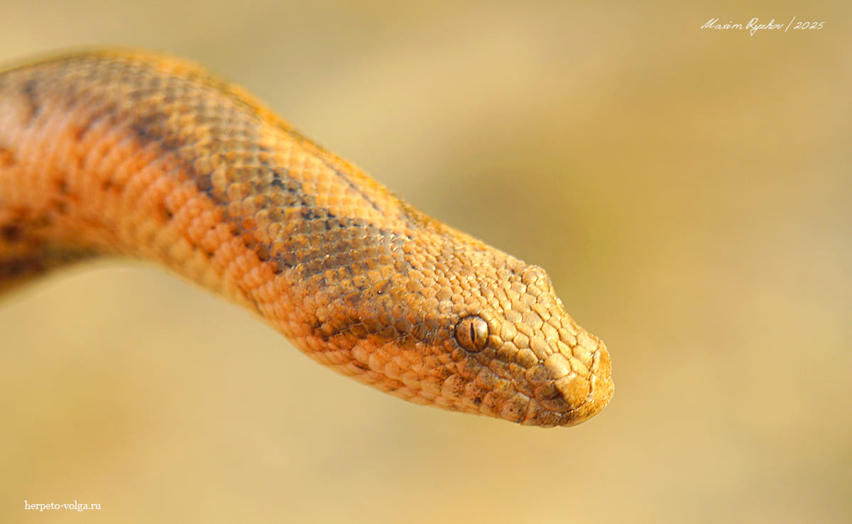 Песчаный удавчик (Eryx miliaris)