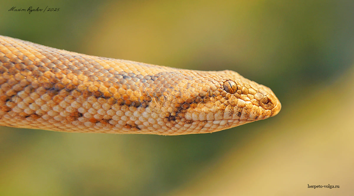 Песчаный удавчик Eryx miliaris (Pallas, 1773) Песчаный удавчик Eryx miliaris (Pallas, 1773)