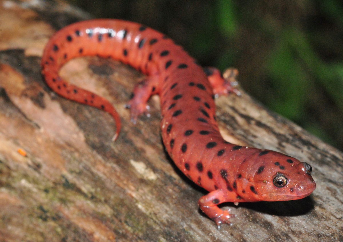 Eastern Mud Salamander (Pseudotriton montanus)