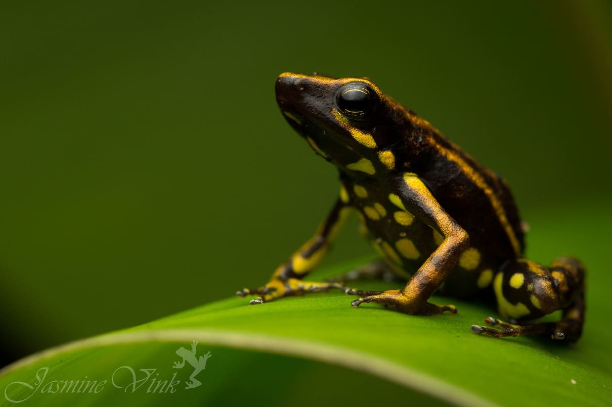 Darwin Wallace Poison-Frog (Epipedobates darwinwallacei)