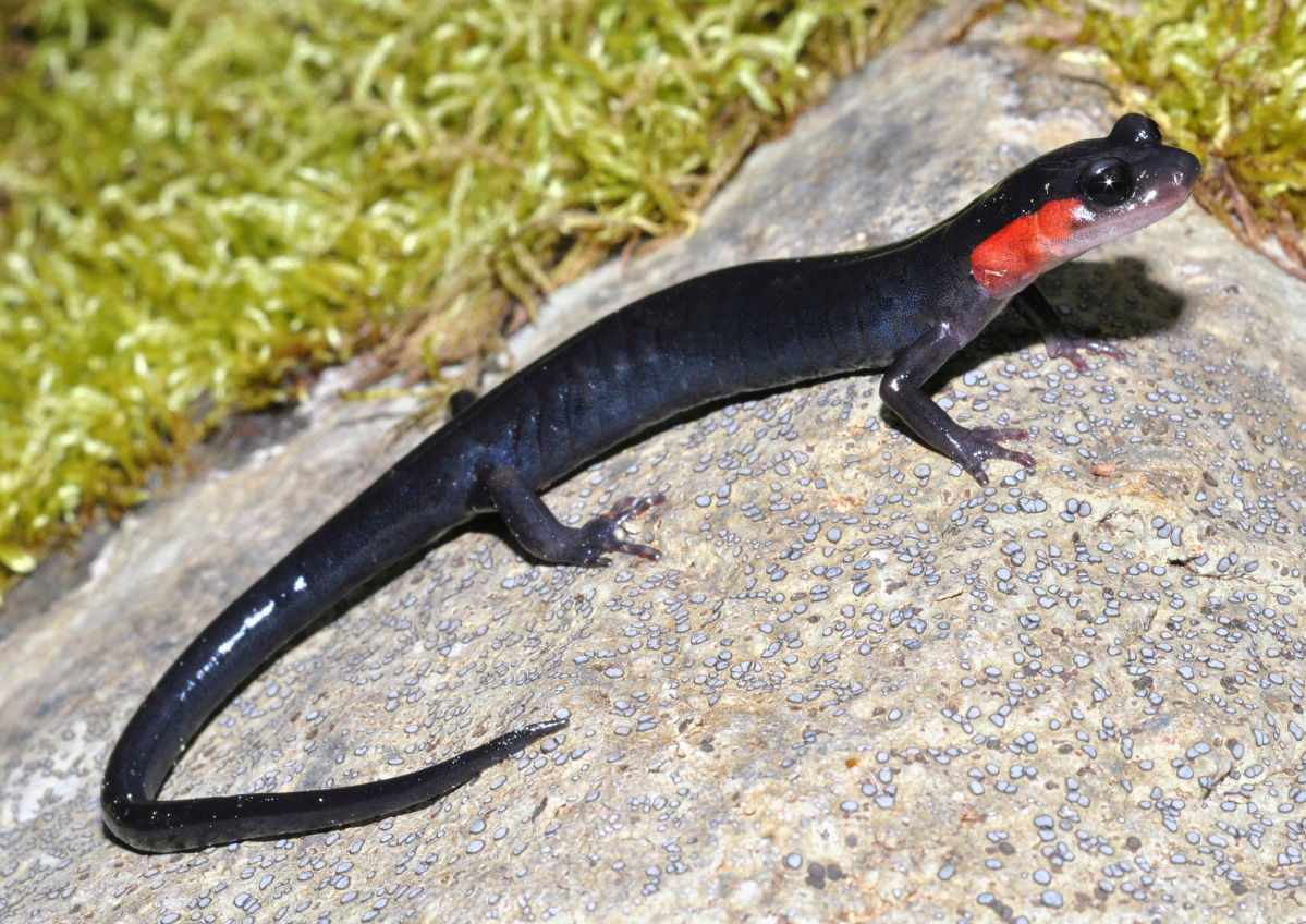 Jordan's (Red Cheeked) Salamander (Plethodon jordani)