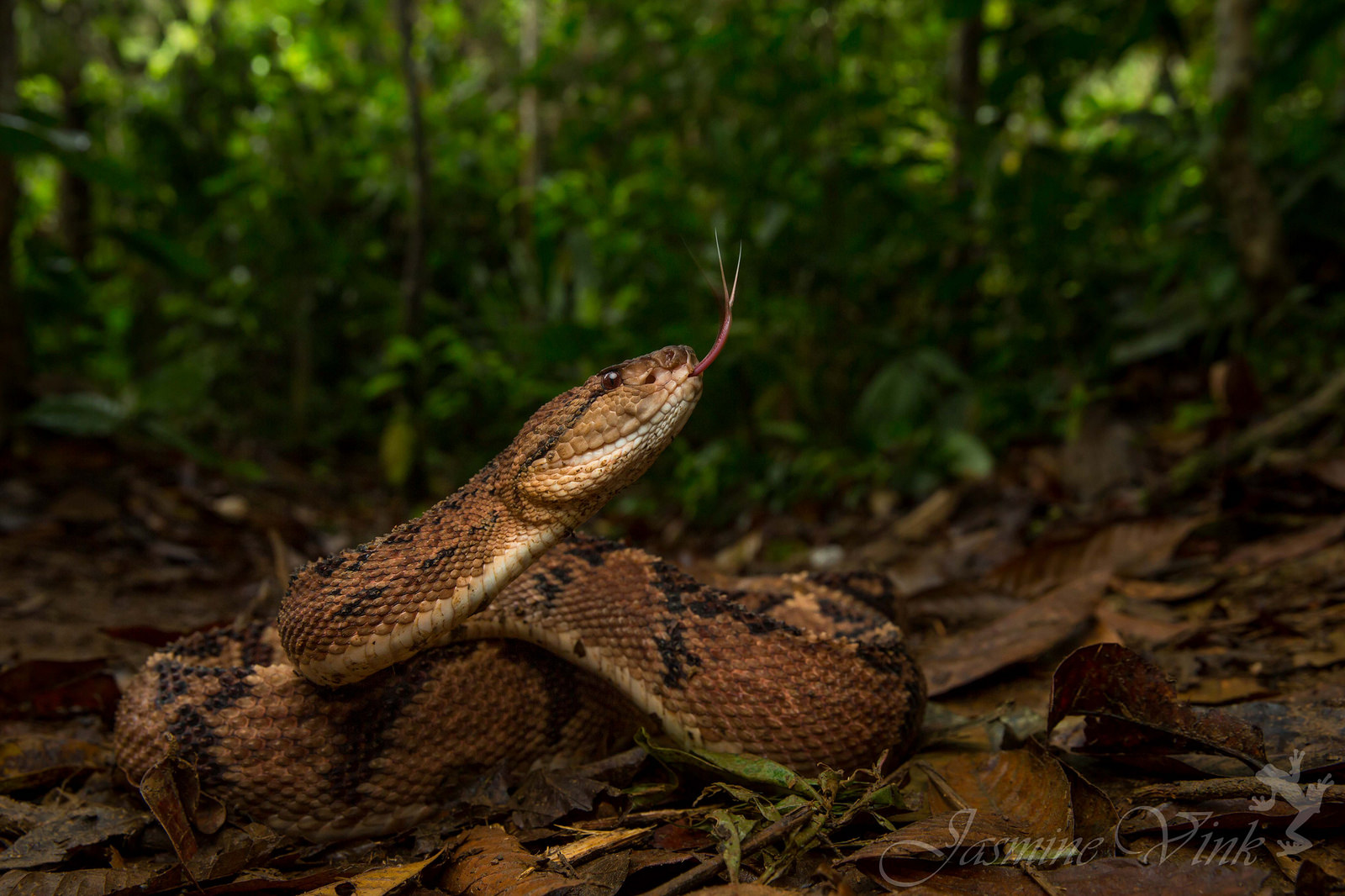 Колумбийский бушмейстер (Lachesis acrochorda). Одна из редких змей и самая большая из гадюковых. 