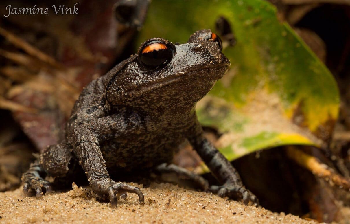 Vampire frog (Leptobrachium smithi)
