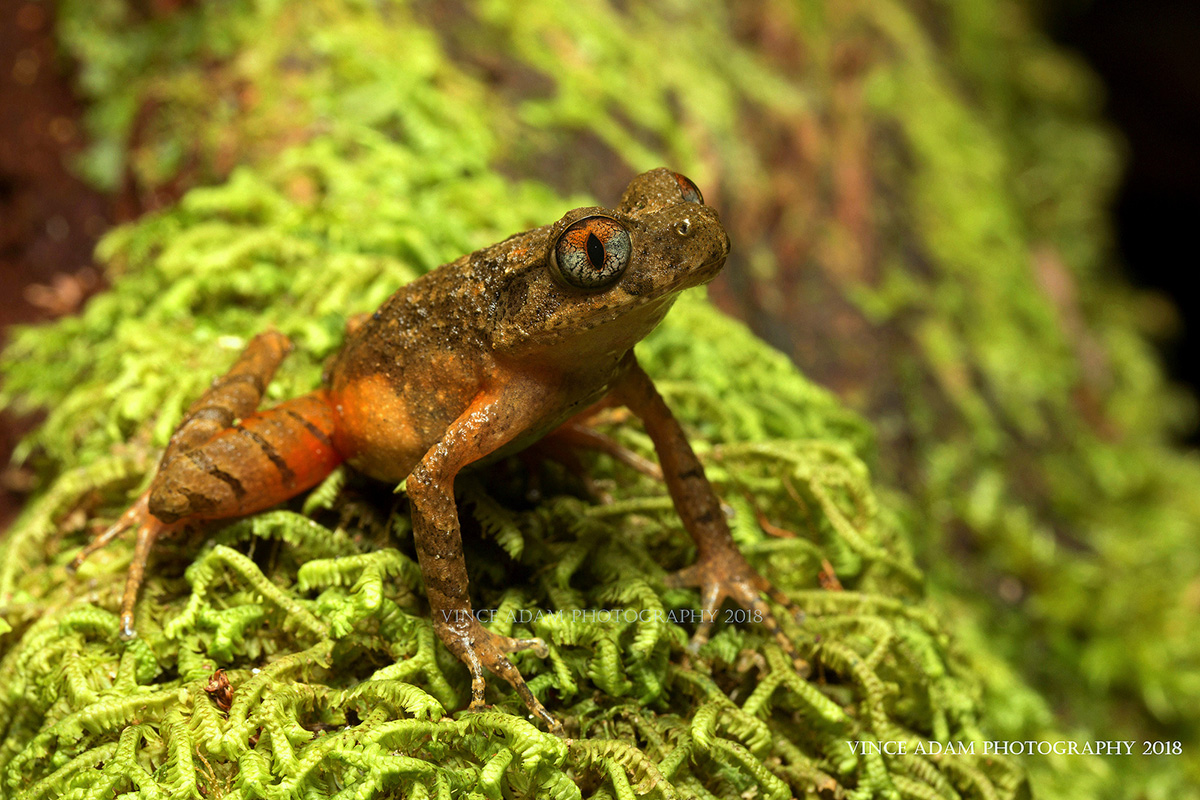 Kinabalu Slender Litter Frog Leptolalax arayai
