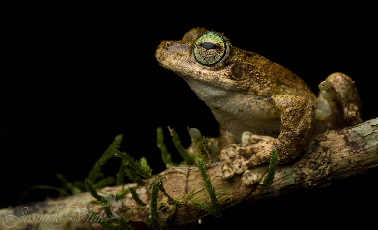 Green eyed tree frog (Litoria 'Ranoidea' serrata)