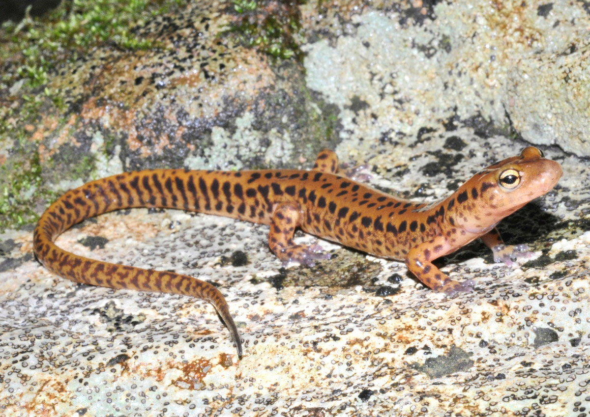 Long Tailed Salamander (Eurycea longicauda)