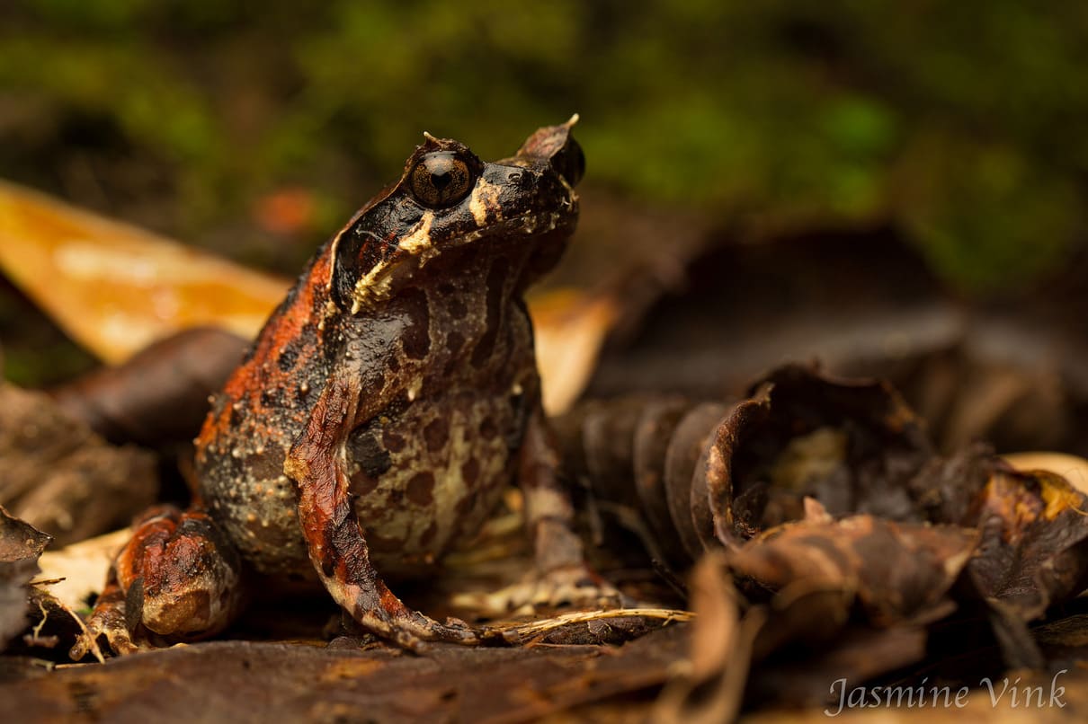 Kinabalu Horned Frog (Megophrys baluensis)