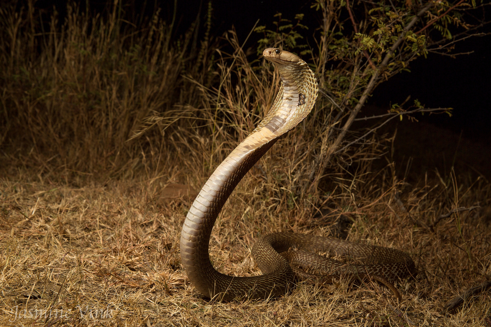 Очковая змея или индийская кобра (Naja naja)